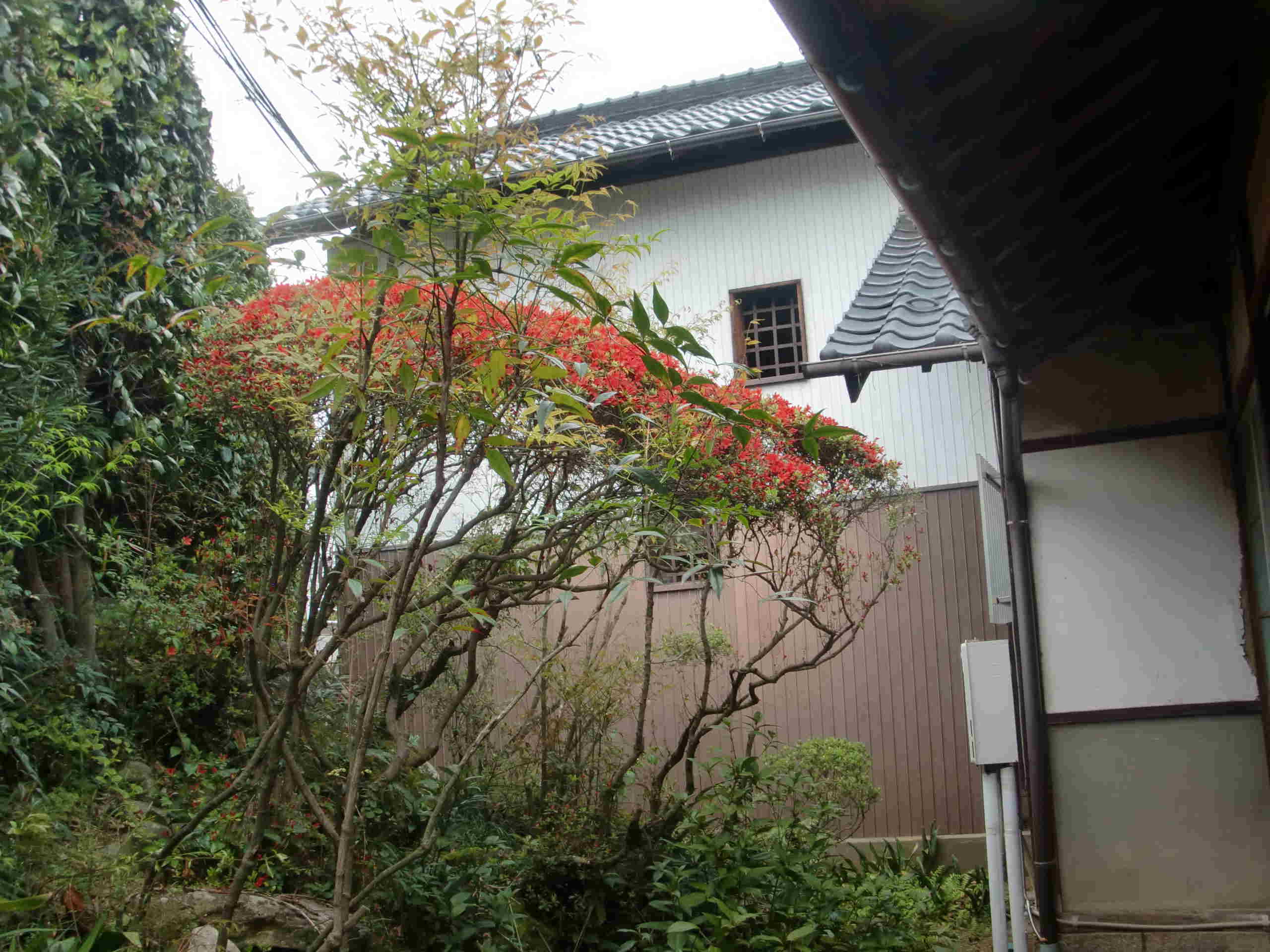 本キリシマ 開花
